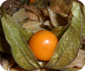 physalis picture