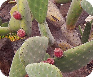 prickly pear picture